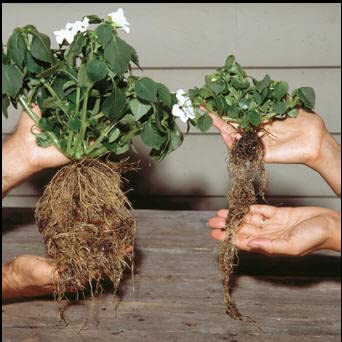 Helps Your Plants Grow Bigger Faster and Stronger 30Lb Bucket